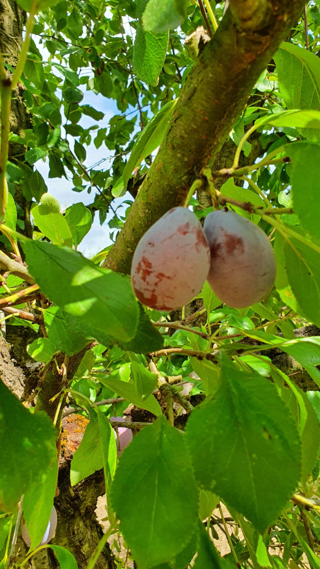 Le pruneau d'Agen, fruit sec du Lot-et-Garonne